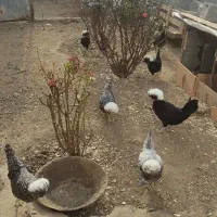 مرغ لهستانی