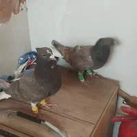 چهار تا پرشی|پرنده|سبزوار, قصبه شرقی|دیوار