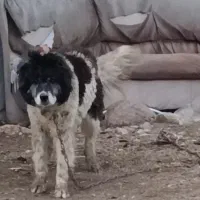 سگ سنگسری