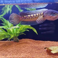 چانا گلدن کبری سینگل تانک|ماهی|مشهد, شهرک مهرگان|دیوار