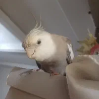 فروش عروس هلندی نر وایت فیس آماده جفت|پرنده|رشت, پل تالشان|دیوار