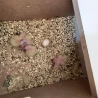 ۶ عدد طوطی عروس هلندی|پرنده|شوشتر, |دیوار