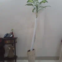 دیفن با گلدان سفالی