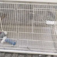 قفسه برای انواع پرندها مخصوصا عروس هلندی|لوازم جانبی حیوانات|باغستان, |دیوار