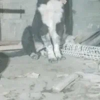 توله ماده قدرجونی هشت ماهه