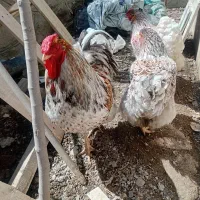 جوجه ابریشمی برهما ویوندات