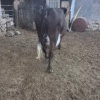 گاو شیری فروشی ۲۸کیلو شیر|حیوانات مزرعه|دلیجان, |دیوار