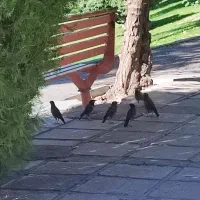 پول گم کردم