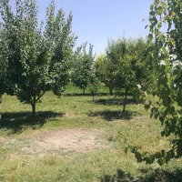 باغچه جاده سنتو اردوشاهی