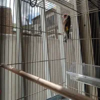 سهره بهاره دهن دار