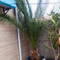 نخل 27ساله|گل و گیاه طبیعی|میانه, |دیوار