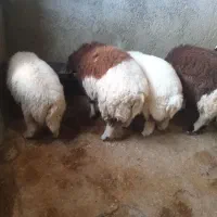 بره چاق وثابت باب کشتار