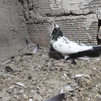 کبوتر|پرنده|پاکدشت, پاکدشت (مامازند)|دیوار