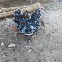 فروش جوجه گلین