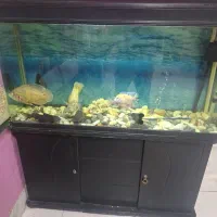 فروش اکواریوم