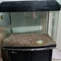 آکواریوم شیشه خم