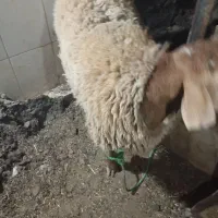 یک عدد بره نر