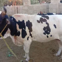 گاو|حیوانات مزرعه|رودبار (کرمان), |دیوار