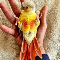 پرنده|پرنده|شهر ری, صالح آباد جنوبی (باغ رضوان)|دیوار