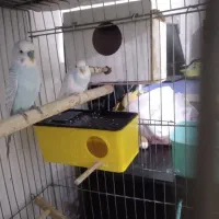 دو جفت مرغ عشق با۲ تا جوجه|پرنده|نقده, |دیوار