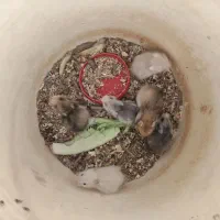 همستر کوچک|موش و خرگوش|یزد, |دیوار