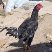 مرغ و خروس لاری