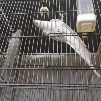 معاوضه عروس با گرینچیک و راهب