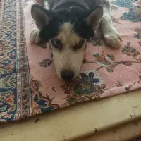 سک نر نژاد هاسکی|سگ|بابل, |دیوار