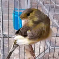 قناری ماده