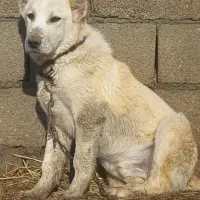 توله آلابای نگهبان سفت چهار ماهه