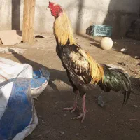 خروس|حیوانات مزرعه|میناب, |دیوار