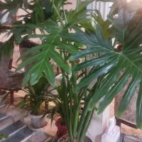 گل طبیعی بسیار سرحال و زیبا|گل و گیاه طبیعی|شازند, |دیوار