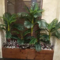 (شامادورا) بوته 18 برگ انجیری فلاورباکس درختچه ایی