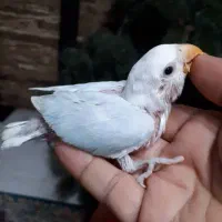 جوجه طوطی برزیلی رنگهای زیبا|پرنده|اهواز, گلستان|دیوار