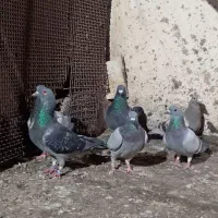 کبوتر|پرنده|رضویه, |دیوار