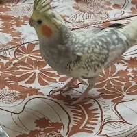 ۱ عدد عروس هلندی  نمی دانم نر با ماده است وماده