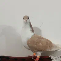 باسلام کفتر ماده