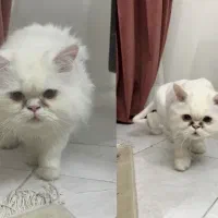 گربه گمشده مژدگانی برای یابنده