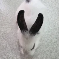 خرگوش چشم ژاپنی