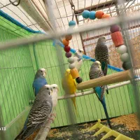 مرغ عشق  سالم و سرحال و آماده