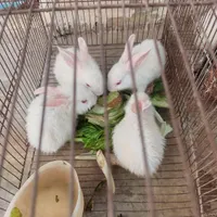 خرگوش خانگی|موش و خرگوش|مسجد سلیمان, |دیوار