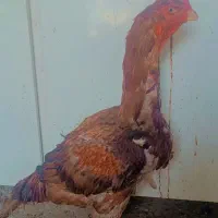 خروس لاری اصیل|حیوانات مزرعه|چناران, |دیوار