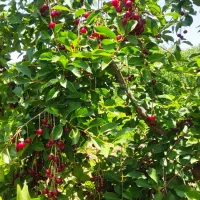 فروش باغ انگور و میوه|فروش دفتر صنعتی، کشاورزی، تجاری|ضیاء آباد, |دیوار