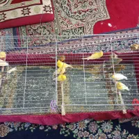 16تا قناری نر شلاق خون|پرنده|کرمان, |دیوار