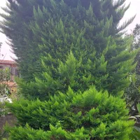 کاج|گل و گیاه طبیعی|چالوس, |دیوار