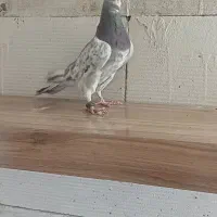 سرور درگ|پرنده|مبارکه, |دیوار