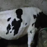 گوساله و گاو|حیوانات مزرعه|دیواندره, |دیوار