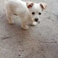 واگذاری توله شیتزو