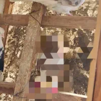 کفتر یا کبوتر قیمت توافقی