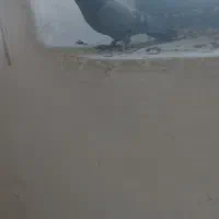 5 عدد کبوتر پرشی ساعت بالا|پرنده|بوکان, |دیوار